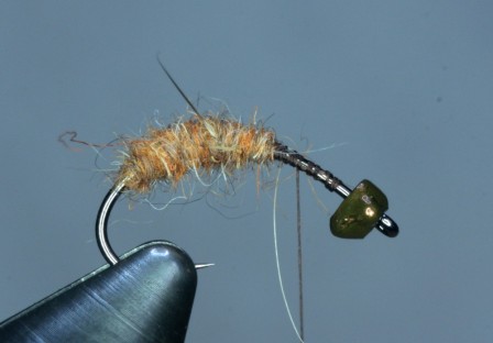 CADDIS2.JPG