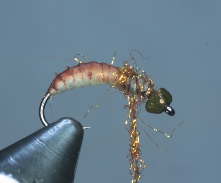 CADDIS4.JPG