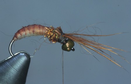 CADDIS5.JPG