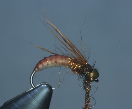 CADDIS6.JPG