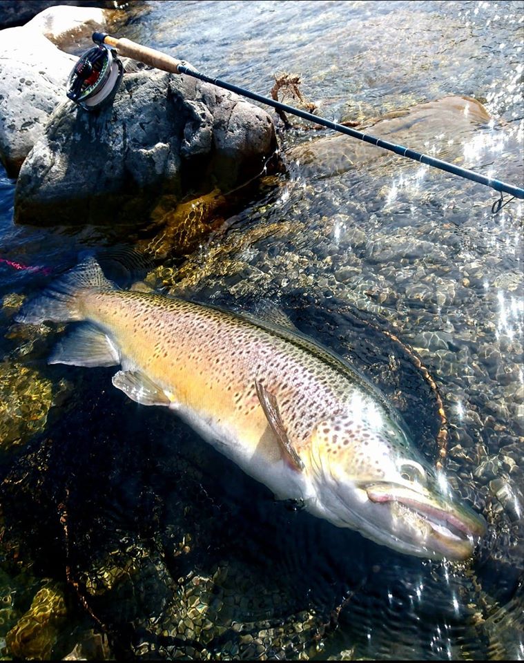 Truite Grise: Guide Expert pour une Pêche Réussie - Pêche 101