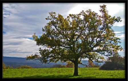 Arbre seul