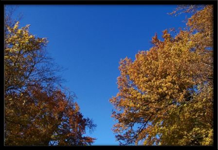 Arbres et ciel