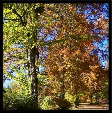 Bouquet d'arbres