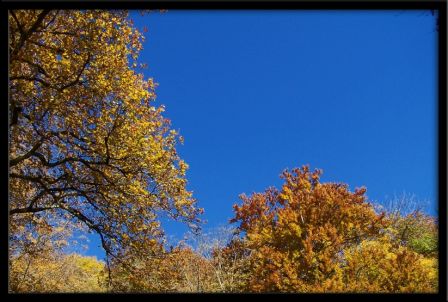 Arbres dans le bleu