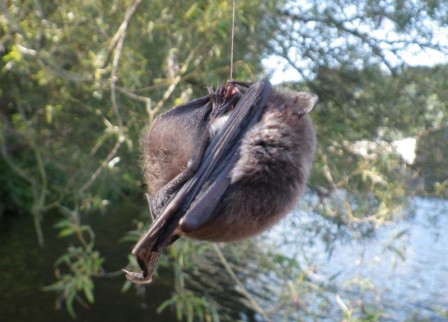 chauve-souris.jpg