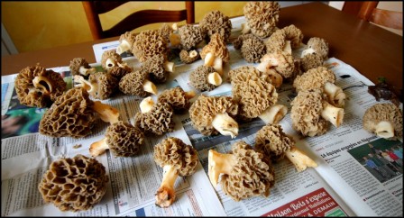 morilles.JPG