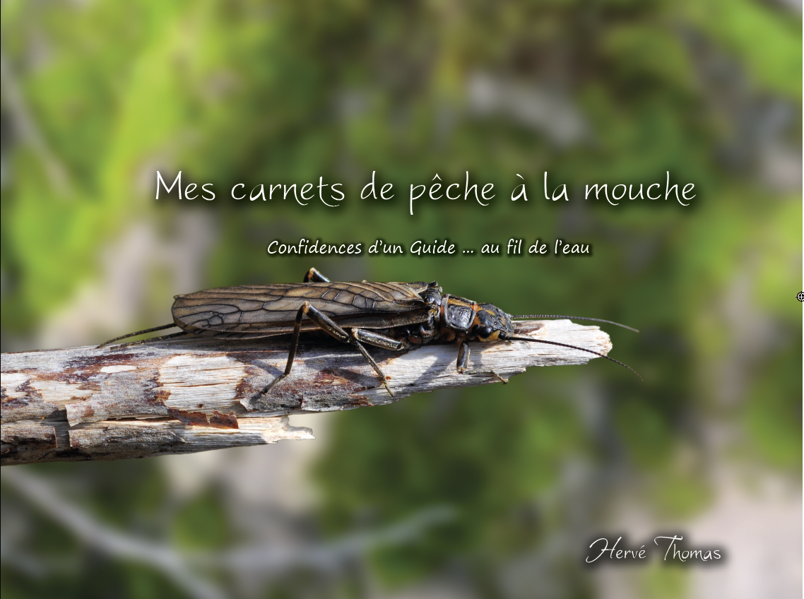 La perche à la mouche en été - Peche et Poissons  Carnassiers, carpe,  truite, mer, coup… Toute l'actu de la pêche