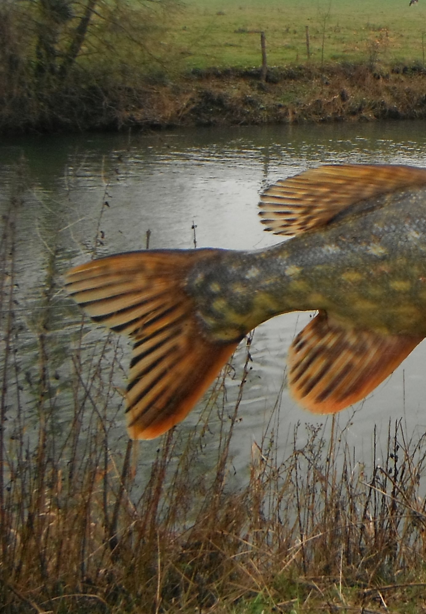 Avez vous déjà pris du poisson blanc au leurre??? - sujets divers et  présentations 