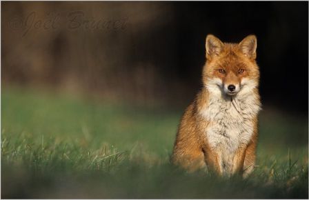 renard1