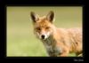 Renard