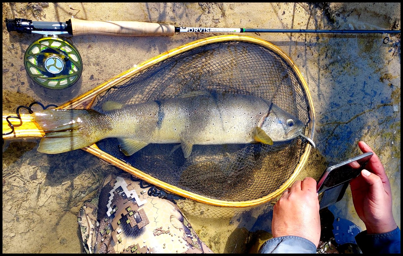 La pêche du poisson lézard du bord