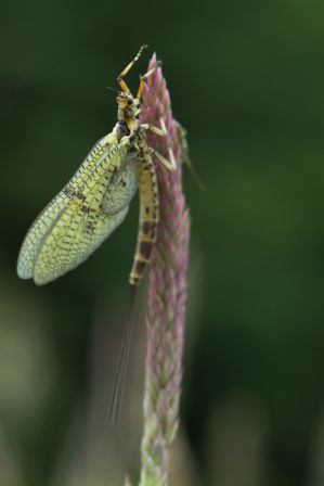 BZH_Aulne_Mouche_de_mai_2006.jpg