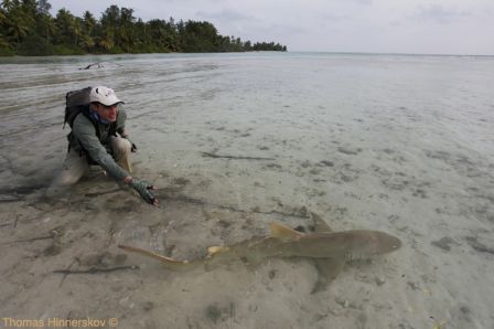 Sesel_Saint-Joseph_Lemon_Shark_2011.jpg