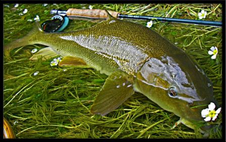 Fish2