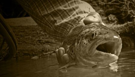 Fish6