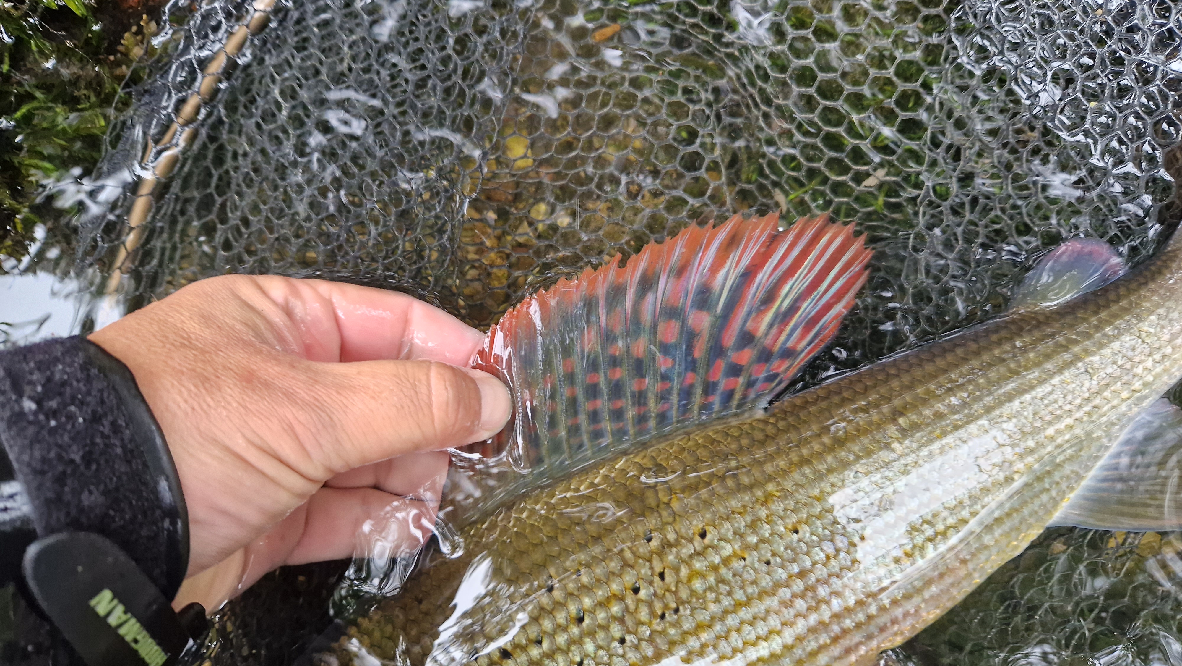 La pêche en été : Équipez-vous pour une session réussie ! - Field & Fish