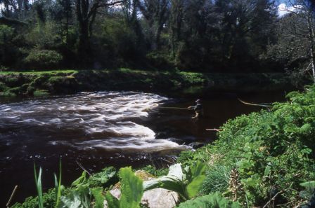 Irlande_Slaney_River_Saumon_2004.jpg